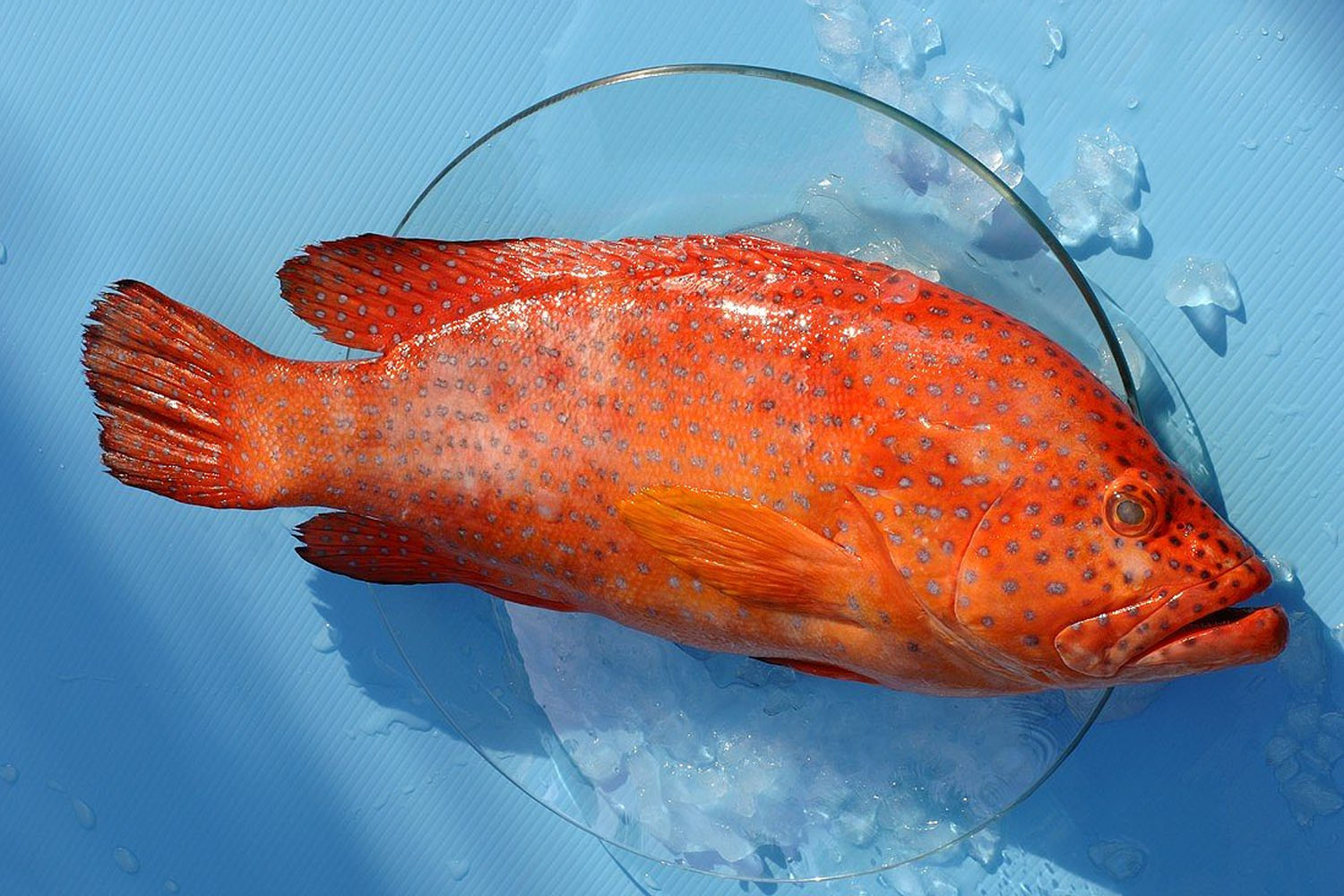 Strawberry Grouper Krudo Fish Market