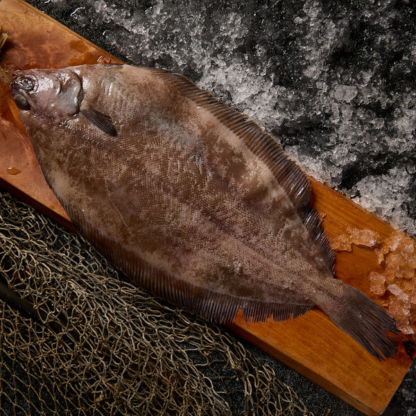 Grey Sole