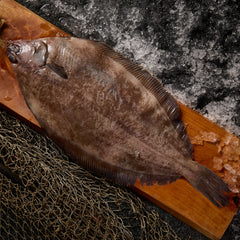 Grey Sole