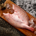 Red Snapper