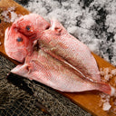 Red Snapper