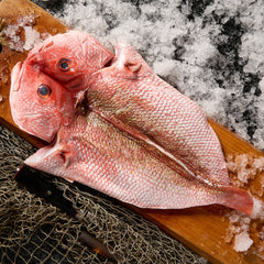 Red Snapper