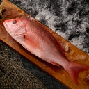 Red Snapper