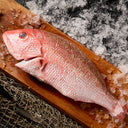 Red Snapper