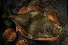 Halibut